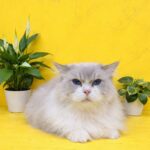 1 vài bé sau khi tắm tại sugar pie