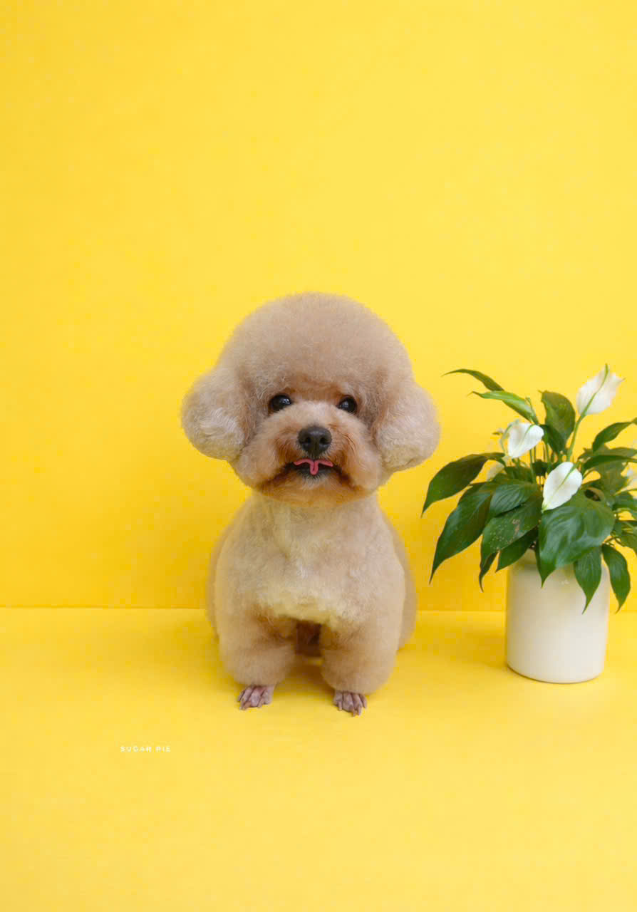 1 vài bé sau khi tắm tại sugar pie 3