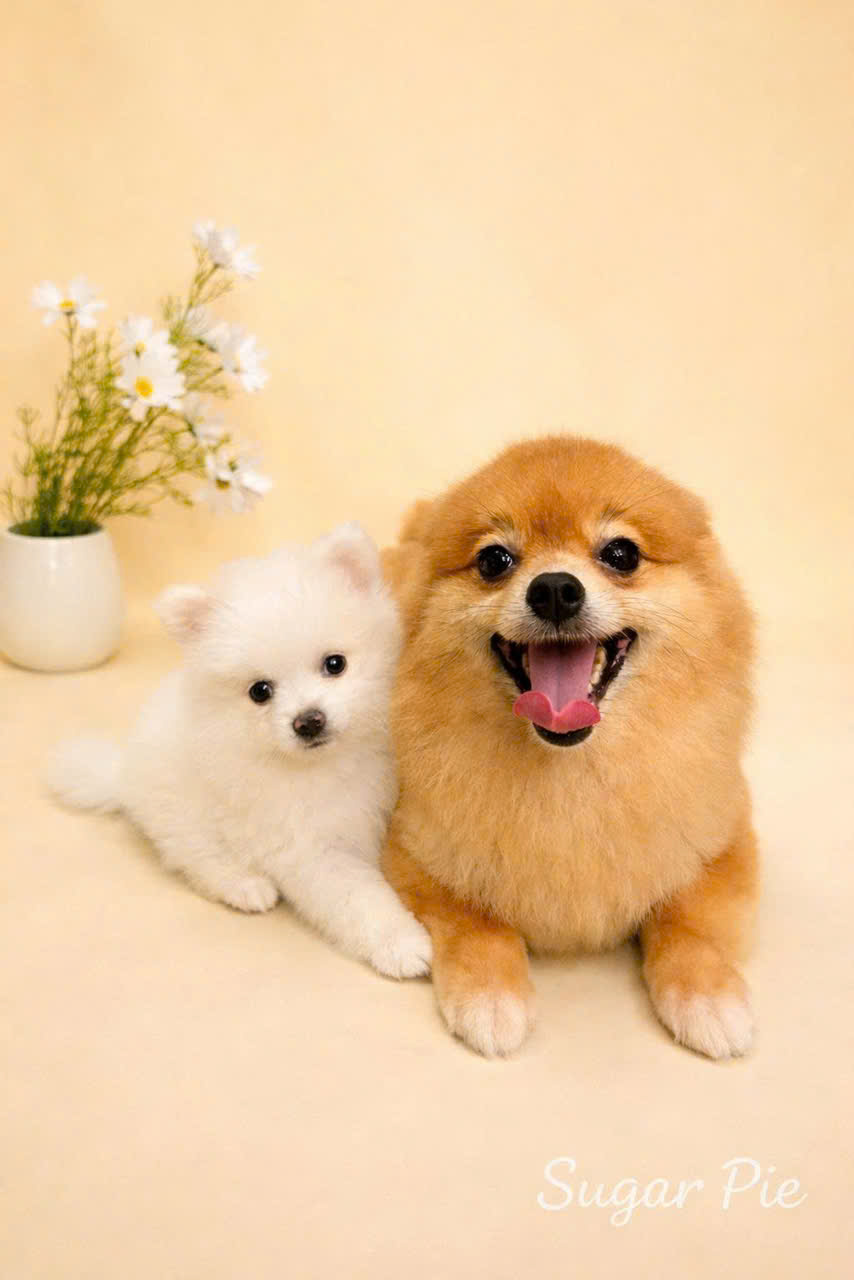 1 vài bé sau khi tắm tại sugar pie 4