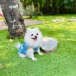Vì sao nên chọn SugarPie