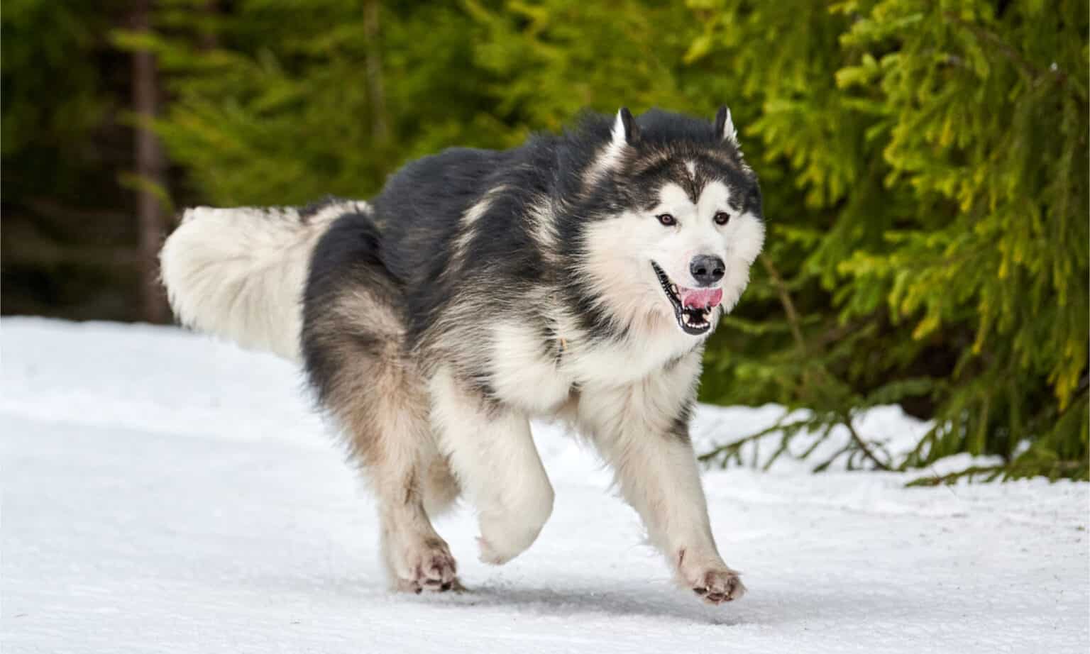 Alaska Malamute