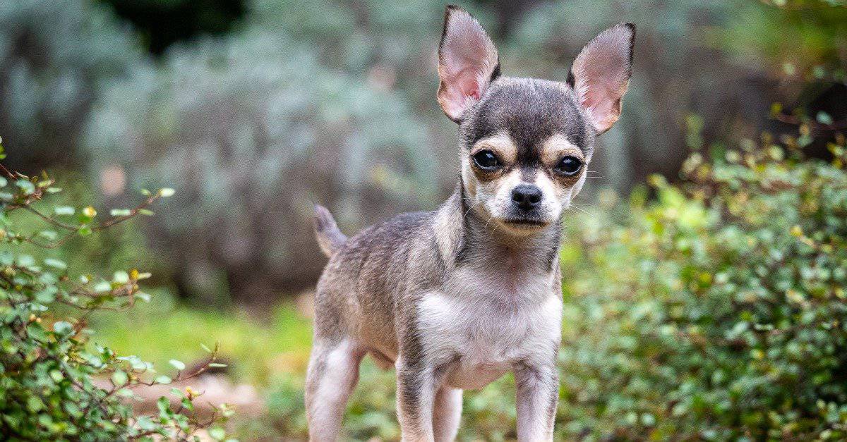 Chihuahua