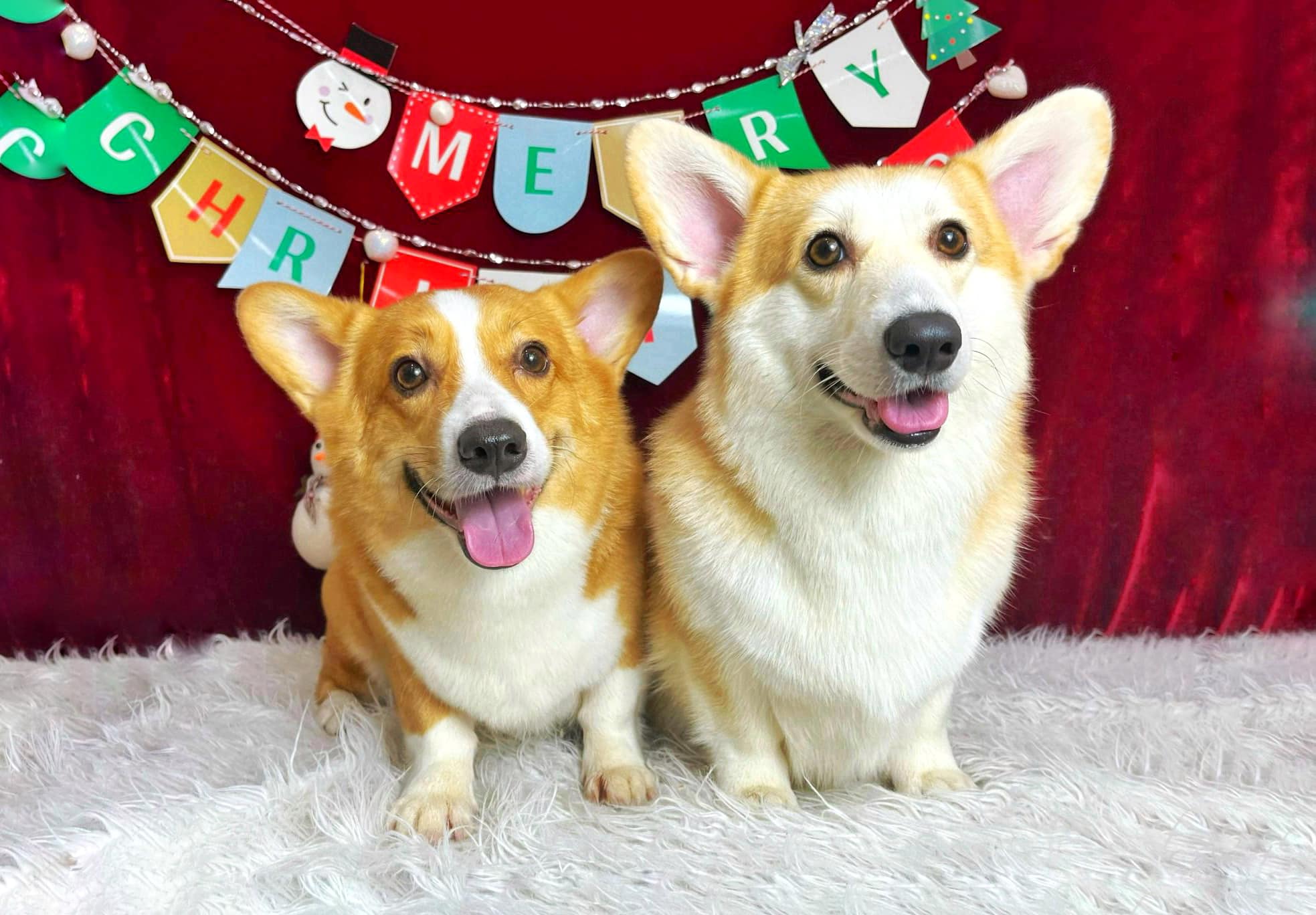 Corgi