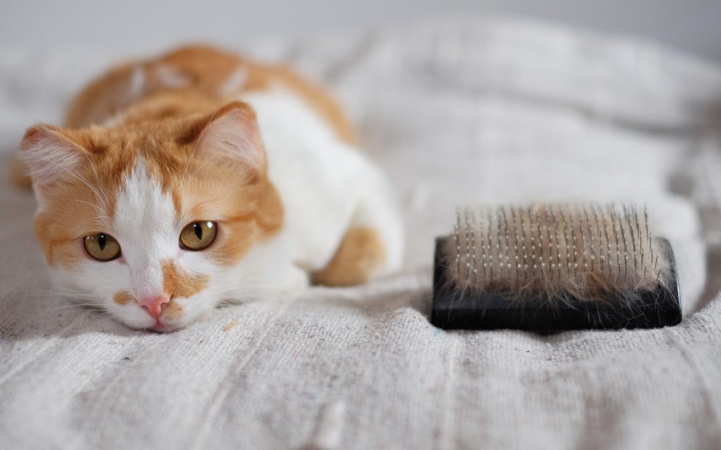 Dấu hiệu mèo bị rụng lông