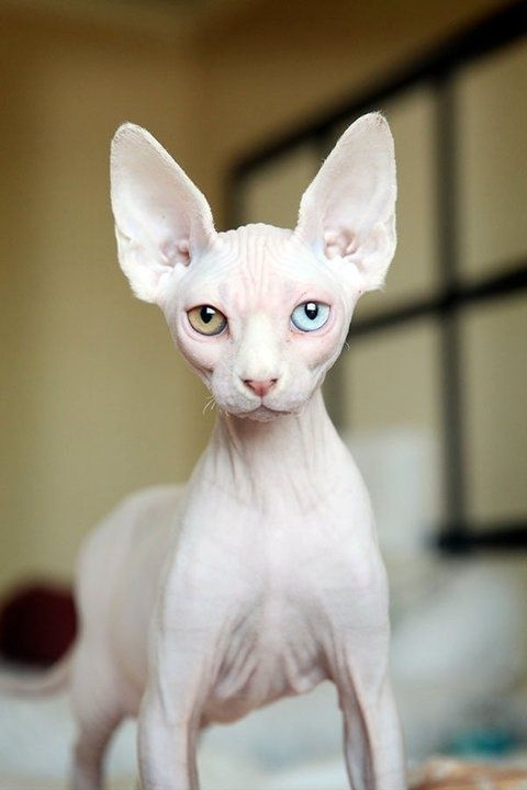 Mèo sphynx có hợp khí hậu Việt Nam không