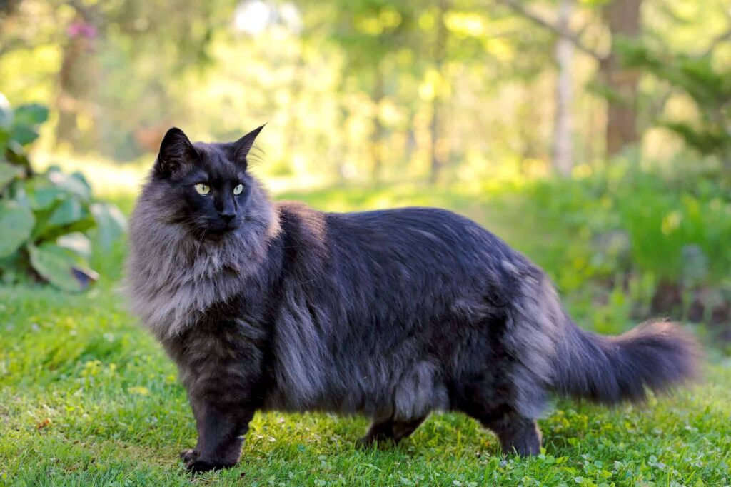 Mèo rừng Na Uuy - Norwegian Forest Cat
